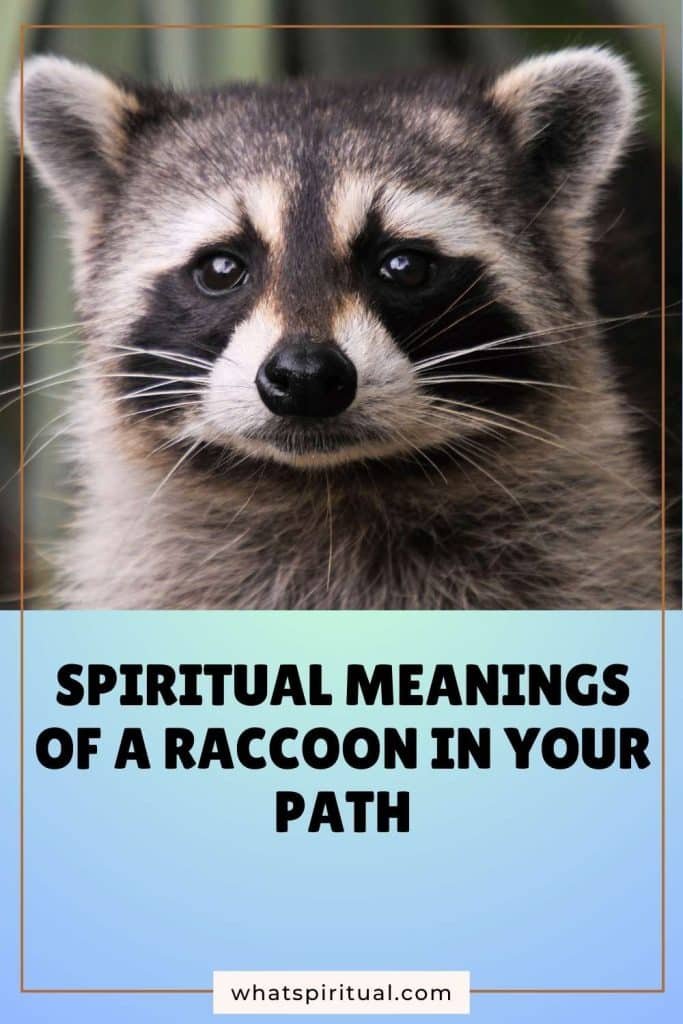 what-is-the-spiritual-meaning-of-a-raccoon-in-your-path