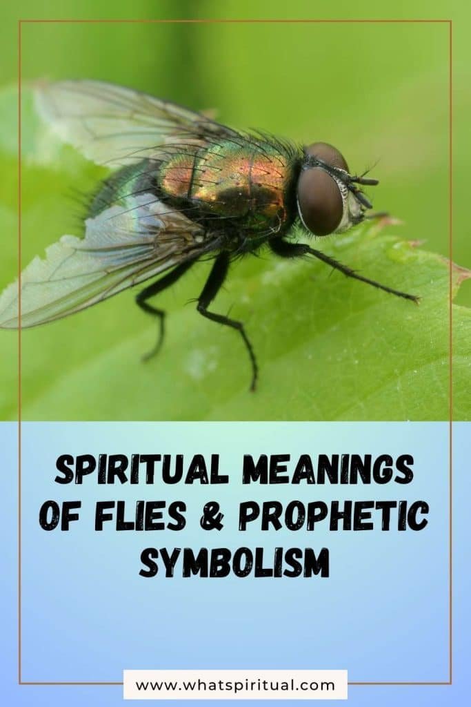 what-is-the-spiritual-meaning-of-flies-prophetic
