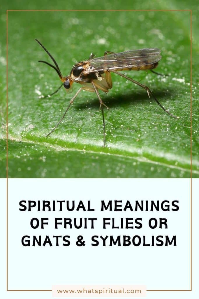what-is-the-spiritual-meaning-of-gnats-or-fruit-flies