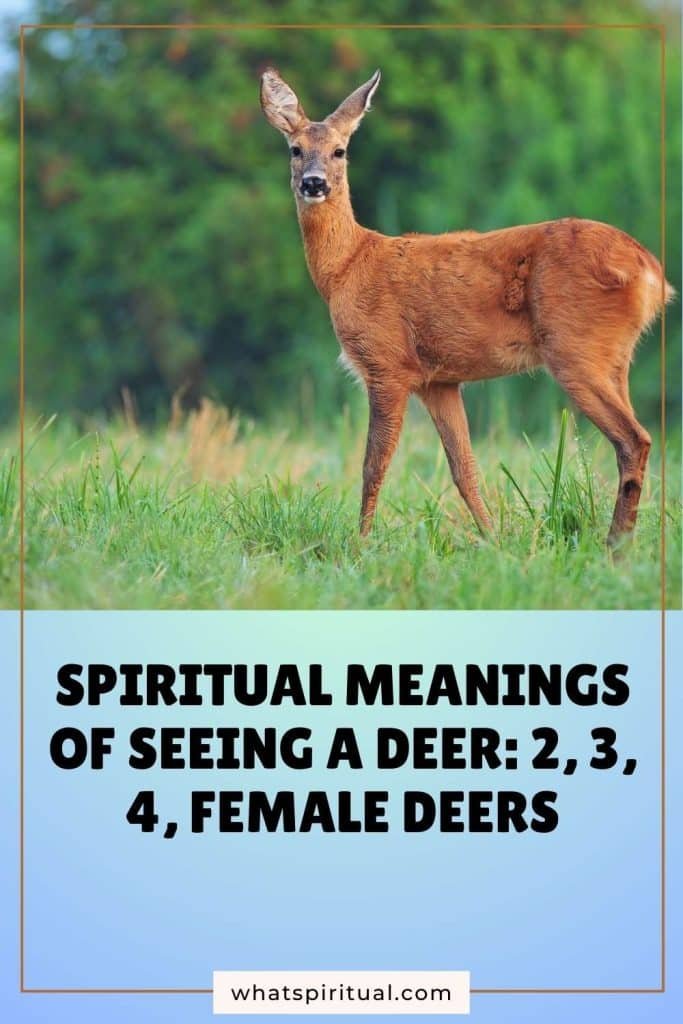 what-is-the-spiritual-meaning-of-seeing-deers