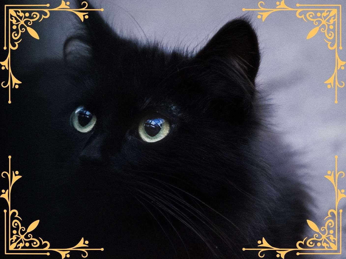 spiritual-meaning-of-a-cat-staring-at-you-black-stray