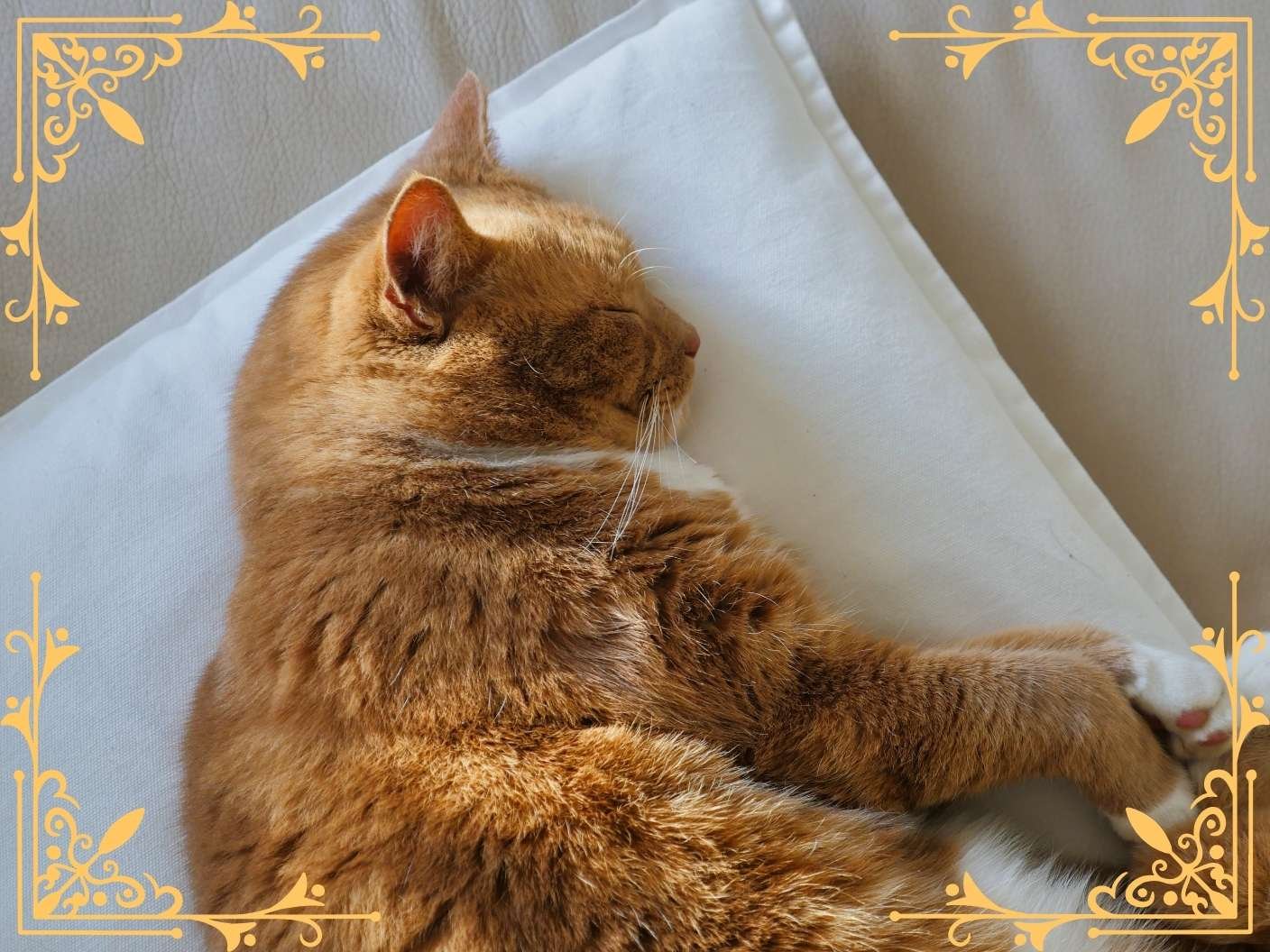 spiritual-meaning-of-cat-sleeping-above-my-head-on-pillow