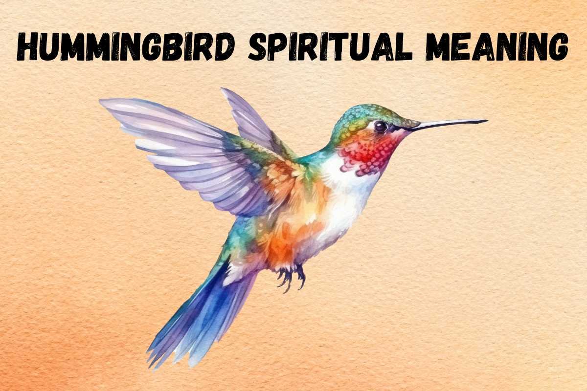 spiritual-meaning-of-hummingbird-symbolism-totem-spirit