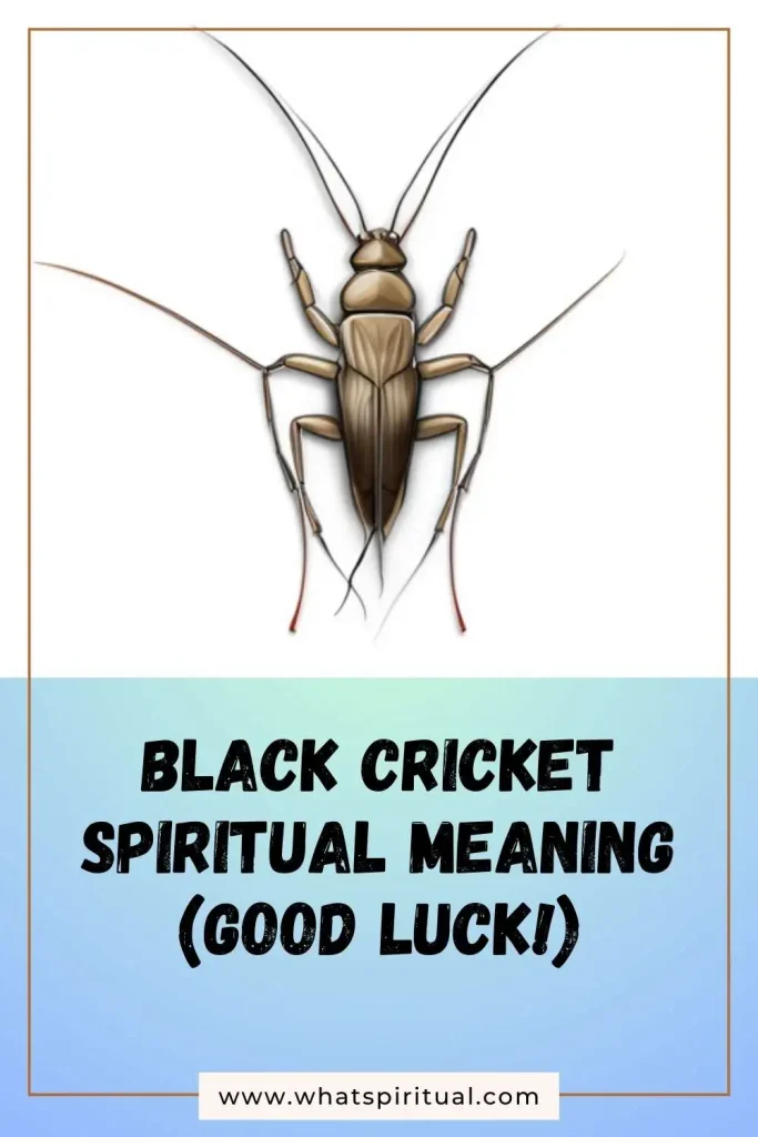 what-is-the-spiritual-meaning-of-black-cricket