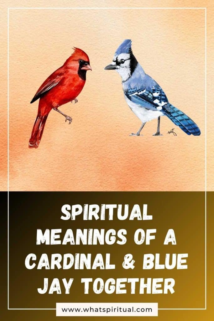 what-is-the-spiritual-meaning-of-blue-jay-and-cardinal-together