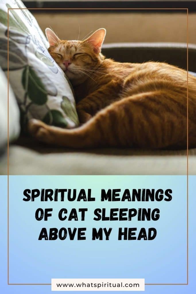 what-is-the-spiritual-meaning-of-cat-sleeping-above-my-head-on-pillow
