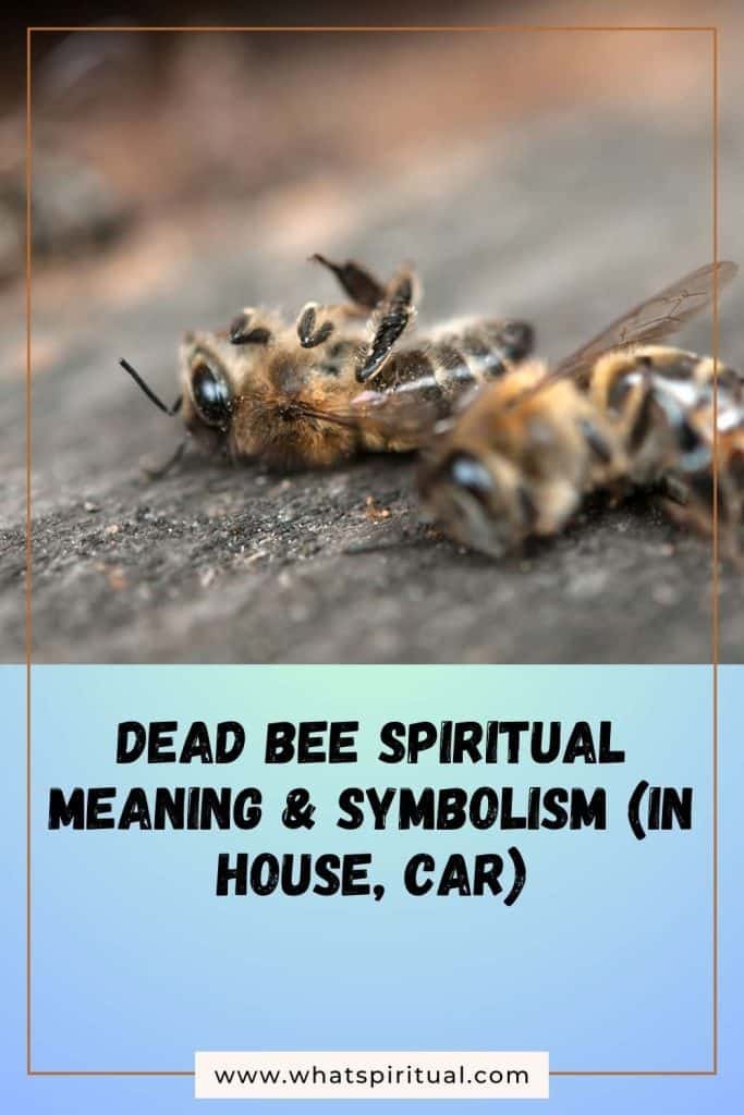 what-is-the-spiritual-meaning-of-dead-bee-and-symbolism