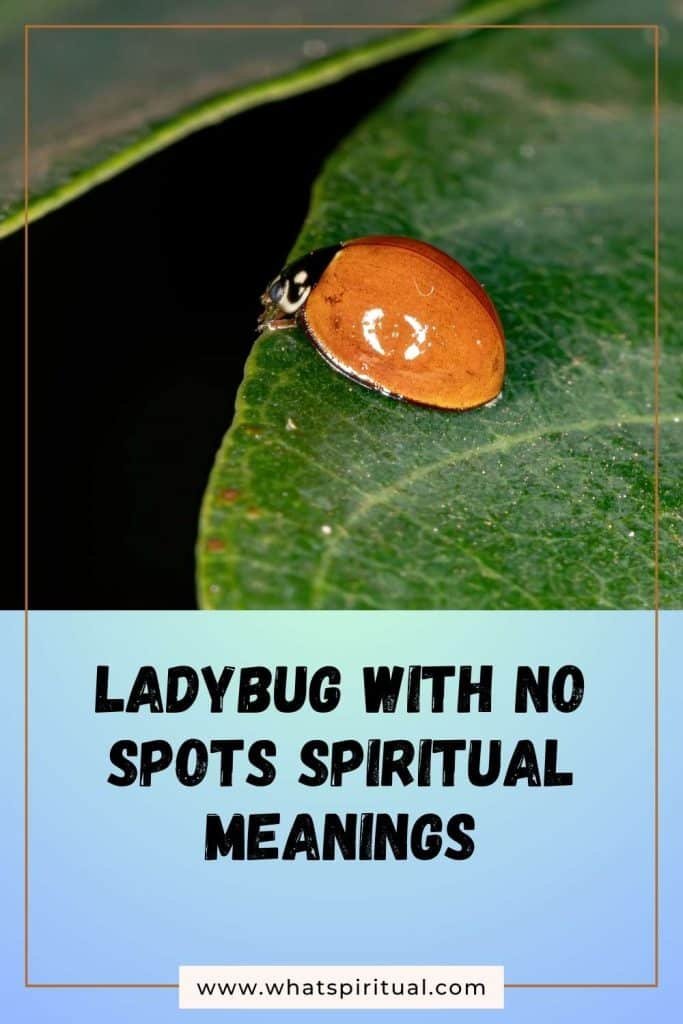 what-is-the-spiritual-meaning-of-ladybug-with-no-spots