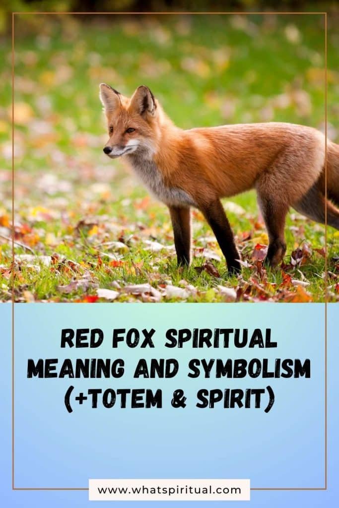 what-is-the-spiritual-meaning-of-red-fox