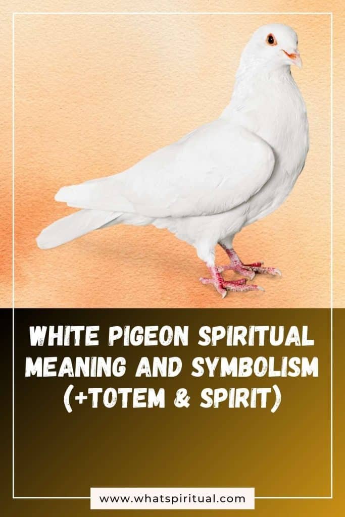 what-is-the-spiritual-meaning-of-white-pigeon