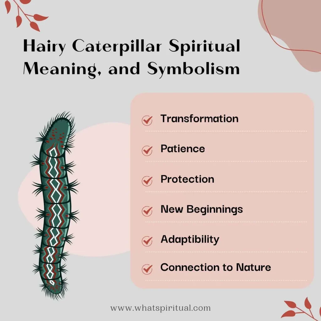 spiritual-meaning-hairy-caterpillar-symbolism-and-superstitions