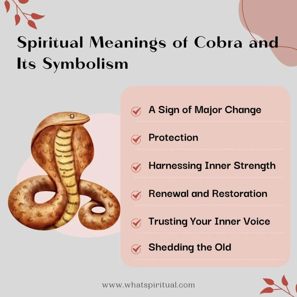 spiritual-meaning-of-cobra-and-its-symbolism